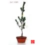 Pinus pentaphylla du Japon "ryuju" pot 4 litres