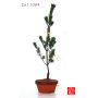 Pinus pentaphylla du Japon "ryuju" pot 2 litres