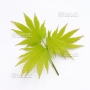 acer-japonicum-seeds-nakai