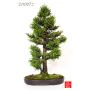 n-34-cryptomeria