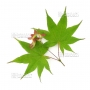 acer-matsumurae-seeds