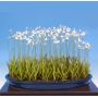 habenaria-radiata-(orchidee)-lot-de-5-bulbes