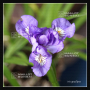 iris gracilipes Bleu