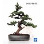 n° 37 juniperus rigida