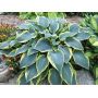 hosta-first-frost