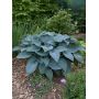 hosta-halcyon
