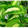 hosta-kiwy-full-monty