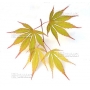 graines-d-acer-amoenum-nicholsonii
