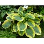 Hosta Liberty