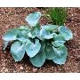 Hosta Abiqua Drinking Gourd