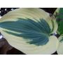 Hosta Blue ivory