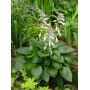 hosta-devon-green