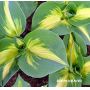 hosta-dream-weawer