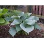 hosta-moonlight-sonata