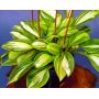 hosta-rainbow-s-end