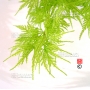 graines-d-acer-matsumurae-red-autumn-lace