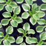 Hosta Frosted mouse ears