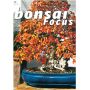 BONSAI FOCUS N° 73