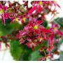 saxifraga-fortunei-kawazu-beni