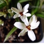 ×-rhodoxis-hybrida-hebron-farm-red-eye-1-4-litre