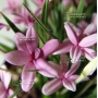 rhodohypoxis-baurii-select-1-4-litre-pot