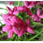 rhodohypoxis "claudia" pot 1,4 litre