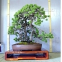pinus-pentaphylla-ref-13040151