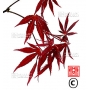 acer amoenum seeds booskoop glory