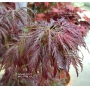 graines-d-acer-matsumurae-dissectum-garnet