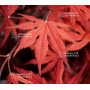 acer-palmatum-seeds-purple-ghost