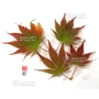 graines-d-acer-palmatum-variete-9001