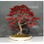 acer-palmatum-seigen-ref-08020164