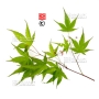 acer palmatum arakawa from seedling 1 liter pot