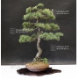 pinus-pentaphylla-ref-03050171