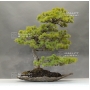 pinus-pentaphylla-ref-14040171