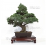 pinus-pentaphylla-30060172