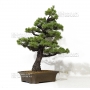 pinus-pentaphylla-du-japon-ref-03070172