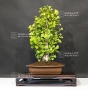 ginkgo-biloba-ref-24070172
