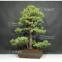 pinus-pentaphylla-du-japon-ref-5070173