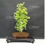 ginkgo-biloba-ref-28070173