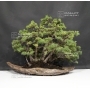 pinus-pentaphylla-ref-5070174