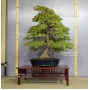acer-palmatum-ref-7100165