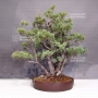 pinus-pentaphylla-du-japon-ref-11080171