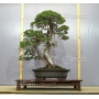 juniperus-chinensis-ref-9090173