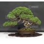 juniperus-chinensis-itoigawa-ref-06090171
