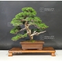 juniperus-chinensis-itoigawa-ref-06090172