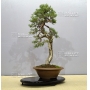 juniperus-chinensis-ref-11090172
