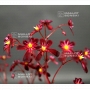 saxifraga-fortunei-koku-show
