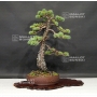 pinus-pentaphylla-ref-30080175
