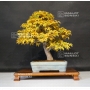 acer-palmatum-shishigashira-ref-17110171